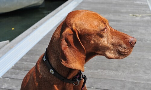 Sophie our Vizsla at FYB in Penryn, Volvo Penta dealers